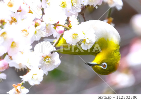 桜の蜜を吸うメジロ 112502580