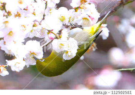 桜の蜜を吸うメジロ 112502581