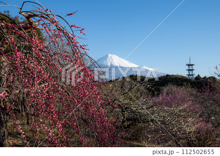 富士山と梅 富士山と梅 112502655