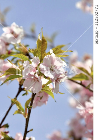 青空に映える満開の桜 青空に映える満開の桜 112502771