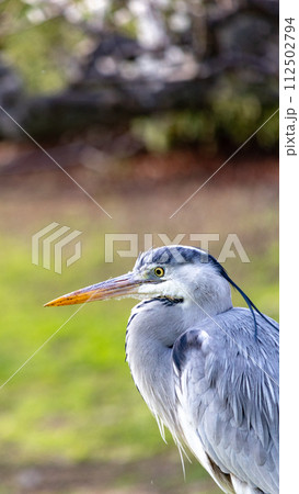 木の枝に止まるアオサギ 木の枝に止まるアオサギ 112502794