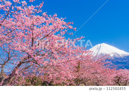 （静岡県）富士宮に咲く河津桜・富士山 112502855