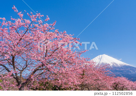 (静岡県)富士宮に咲く河津桜・富士山 (静岡県)富士宮に咲く河津桜・富士山 112502856