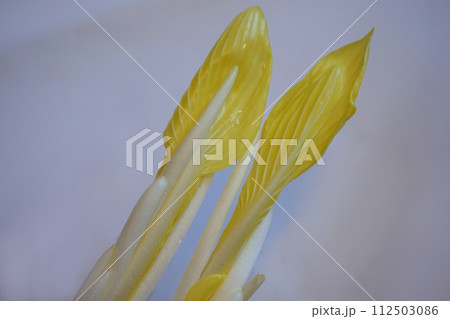 山菜　雪うるい　うるい 112503086