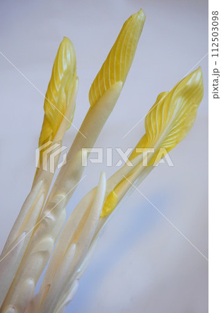 山菜　雪うるい　うるい 112503098