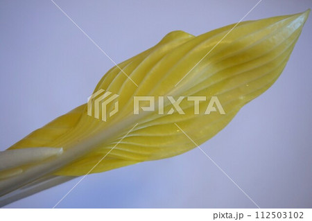 山菜　雪うるい　うるい 112503102