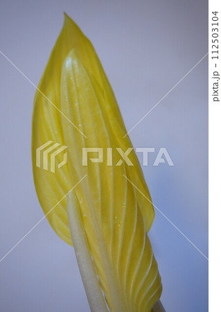 山菜　雪うるい　うるい 112503104