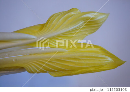 山菜　雪うるい　うるい 112503108