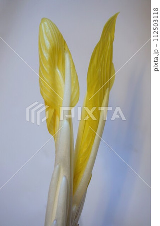 山菜　雪うるい　うるい 112503118