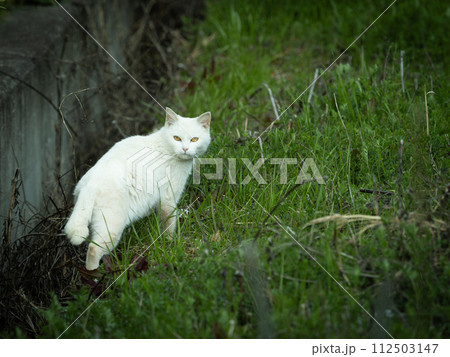 野良猫 白猫 野良猫 白猫 112503147