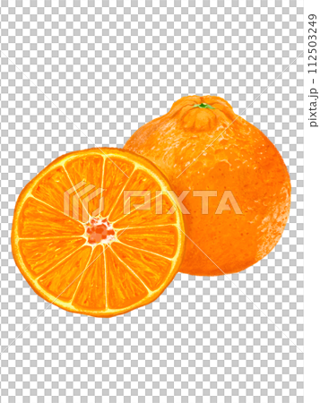 Dekopon (1 and a half) Dekopon (1 and a half) 112503249