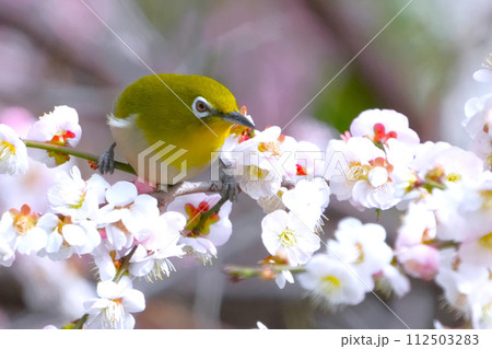 桜の蜜を吸うメジロ 桜の蜜を吸うメジロ 112503283