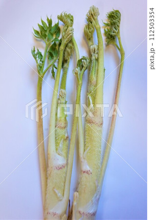 山菜　うど　ウド 112503354