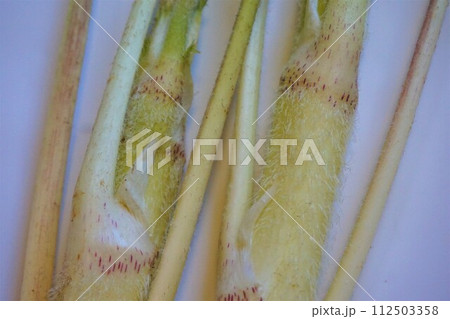 山菜　うど　ウド 112503358