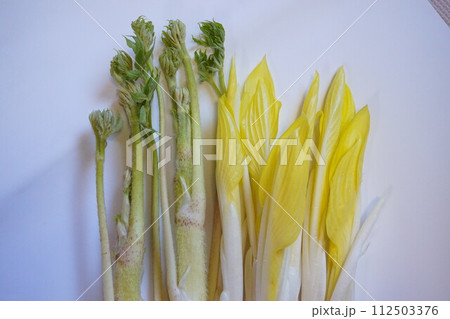 山菜　うど　ウド 112503376