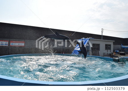 室戸の躍動感あふれるイルカショー 112503379