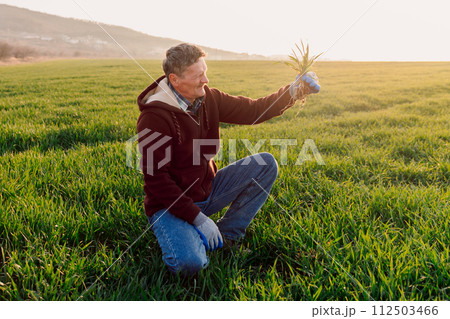 Male hands touching and inspection wheat sprouts on the field. Farmer checking health of vegetable or plant seedling. Business or ecology concept. Male hands touching and inspection wheat sprouts on the field. Farmer checking health of vegetable or plant seedling. Business or ecology concept. 112503466