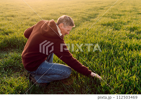 Young Green wheat seedlings in the hands of a farmer. Organic green wheat in field with sunset light. Agro business. 112503469