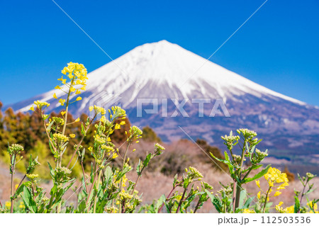 (静岡県)白糸自然公園の菜の花と富士山 (静岡県)白糸自然公園の菜の花と富士山 112503536