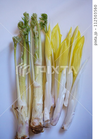 山菜　雪うるい　うるい　ウド　うど 112503560