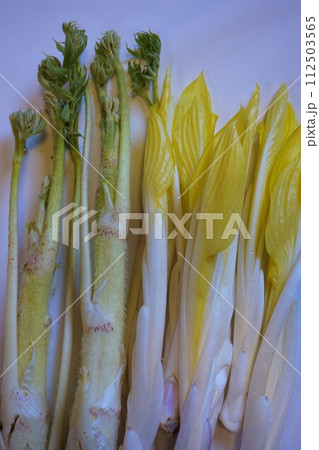 山菜　雪うるい　うるい　ウド　うど 112503565