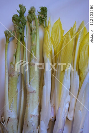 山菜　雪うるい　うるい　ウド　うど 112503566