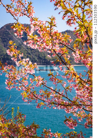河津桜のある風景 112503590