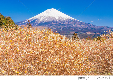 （静岡県）白糸自然公園のミツマタの花と富士山 112503591