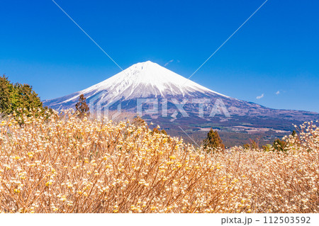 （静岡県）白糸自然公園のミツマタの花と富士山 112503592
