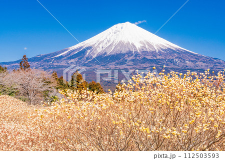 （静岡県）白糸自然公園のミツマタの花と富士山 112503593