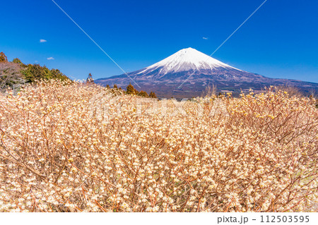 （静岡県）白糸自然公園のミツマタの花と富士山 112503595