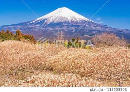 (静岡県)白糸自然公園のミツマタの花と富士山 (静岡県)白糸自然公園のミツマタの花と富士山 112503598
