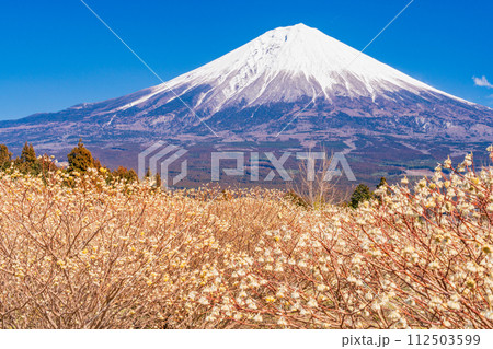 （静岡県）白糸自然公園のミツマタの花と富士山 112503599