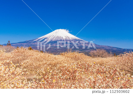 (静岡県)白糸自然公園のミツマタの花と富士山 (静岡県)白糸自然公園のミツマタの花と富士山 112503602