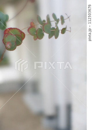 ユーカリの葉 ユーカリの葉 112503676