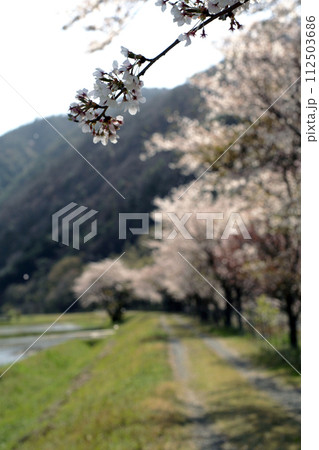 春の土手に咲く桜 春の土手に咲く桜 112503686