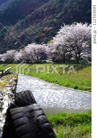 川沿いに咲く桜 112503695