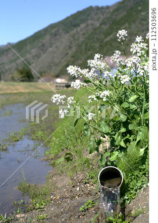 春の訪れを知らせるダイコンの花 春の訪れを知らせるダイコンの花 112503696