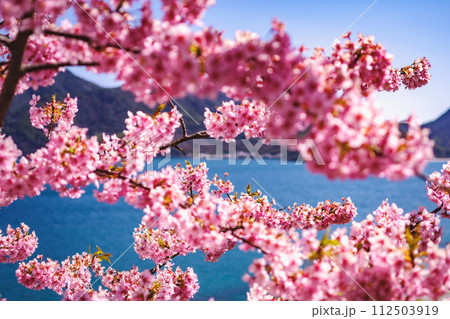 河津桜のある風景 112503919