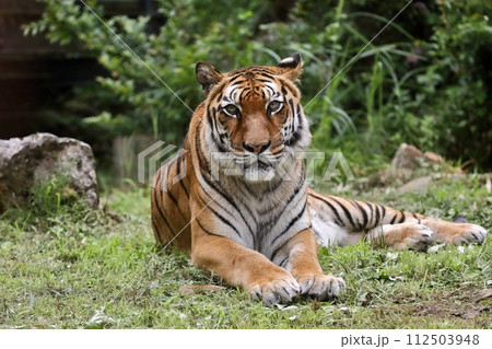 カメラ目線の座ったトラ 112503948