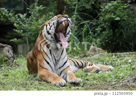 口を大きく開けてあくびをするトラ 口を大きく開けてあくびをするトラ 112503950