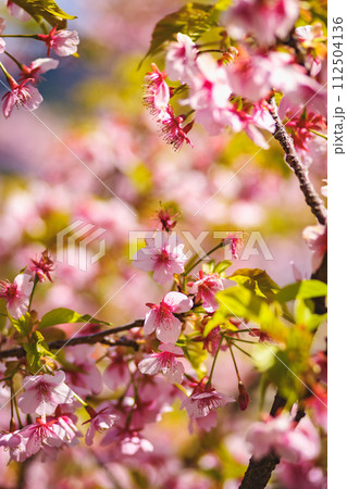 ピンク色の河津桜、春の花、ピンク、濃いピンクの桜 ピンク色の河津桜、春の花、ピンク、濃いピンクの桜 112504136