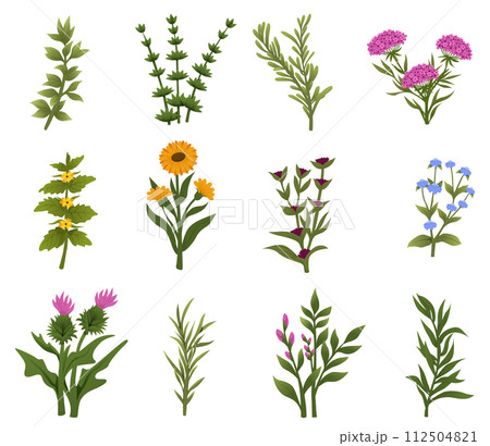 Herbs and Wild Flowers. Botany. Medicinal plants and herbs hand drawing. Vector illustration in the style of engravings 112504821