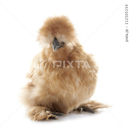 brown silkie chicken 112505154