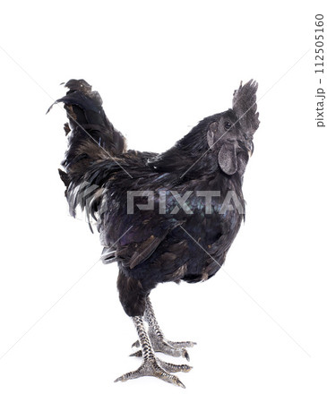 rooster ayam cemani rooster ayam cemani 112505160