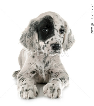 puppy english setter 112505173