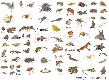 european wildlife in studio european wildlife in studio 112505181