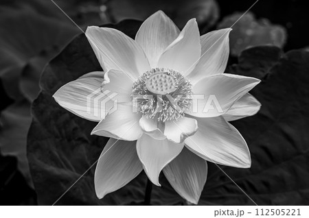 水面に浮かぶ蓮の花 112505221