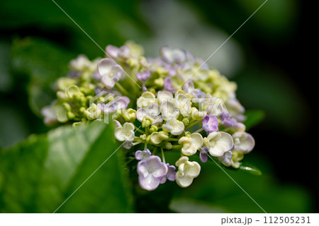 雨に濡れたアジサイ 112505231