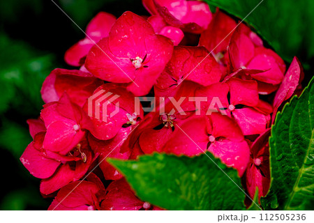 赤いアジサイ 112505236